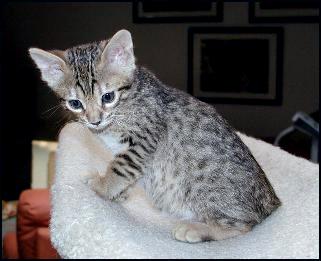 The Bengal breed includes the spotted and marbled patterns, and is still new, strong and exotic!