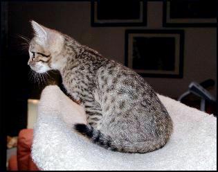 This female brown spotted Bengal kitten is a delightful pet quality kitten!