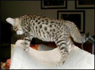 The Bengal breed includes the spotted and marbled patterns, and is still new, strong and exotic!