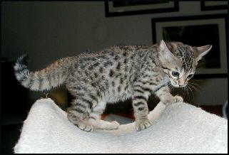 This female brown spotted Bengal kitten has arrowhead rosettes and huge black spots!