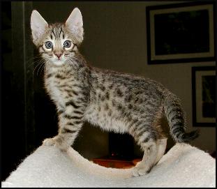 The Bengal breed includes the spotted and marbled patterns, and is still new, strong and exotic!