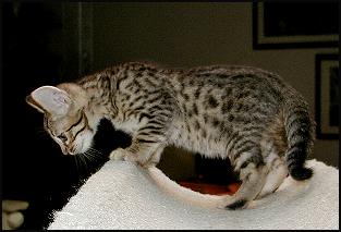 This male brown spotted Bengal kitten has pawprint rosettes and huge black spots!