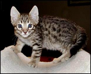 Brown Spotted Handsome Bengal Male!