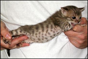 Blue Spotted Bengal Kitten Foothill Felines Moodie Blue at 4 weeks old