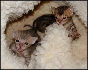 Beautiful Blue Bengal Kitten Foothill Felines Moodie Blue with her traditional brown spotted tabby Bengal sister Foothill Felines Mistletoes, at 3 weeks old