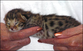 Spotted Savannah Female Kitten at 1 week old!