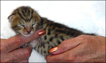 Spotted Savannah Female Kitten at 1 week old!