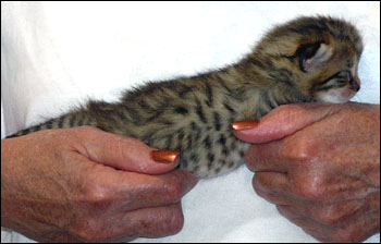 Spotted Savannah Female Kitten at 1 week old!