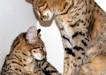 Sandy Spots and Sunny Spots, both F2 foundation Savannah cats!!