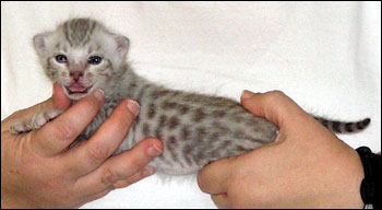 Dark Silver Spotted Bengal Male Kitten at 2 weeks old!