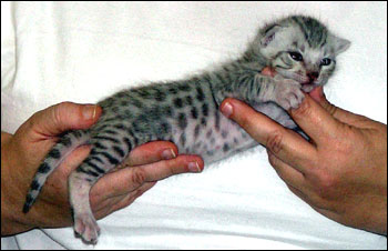 Dark Silver Spotted Bengal Male Kitten at 2 weeks old!