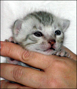 Dark Silver Spotted Bengal Male Kitten at 2 weeks old!