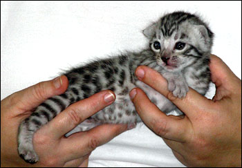 Silver Spotted Bengal Male Kitten at 2 weeks old!