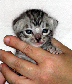 Silver Spotted Bengal Male Kitten at 2 weeks old!