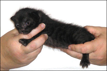 Melanistic Spotted Bengal Male Kitten at 2 weeks old!