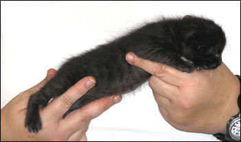 Melanistic Spotted Bengal Male Kitten at 2 weeks old!