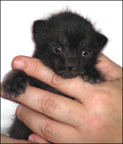 Melanistic Spotted Bengal Male Kitten at 2 weeks old!