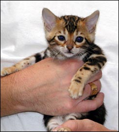 Cute tri colored marble Bengal female with lots of spirit at 4 weeks old!