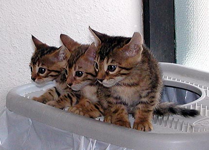 These young Bengal kittens from Foothill Felines demonstrate excellent litterbox habits even at just 6 weeks old!!