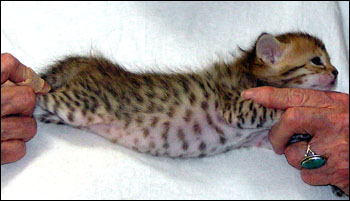 Spotted Savannah Female Kitten at 3 weeks old!