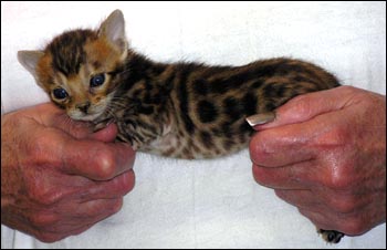 Spotted Bengal Female Kitten at 3  weeks old - she has big spots and tons of promise!