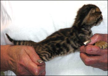 Spotted Bengal Female Kitten at 3  weeks old - gorgeous face and pattern, silky short pelt, and loads of glitter!