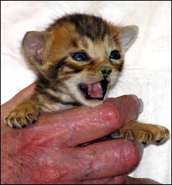 Spotted Bengal Female Kitten at 3  weeks old - look at her glitter, contrast, rosettes and type!