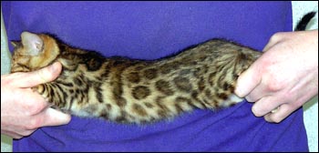 Spotted Bengal Female Kitten at 7  weeks old - she has big spots and tons of promise!