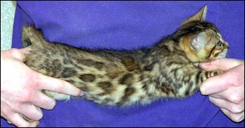 Spotted Bengal Female Kitten at 7  weeks old - gorgeous face and pattern, silky short pelt, and loads of glitter!