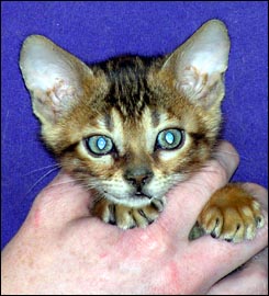 Spotted Bengal Female Kitten at 7  weeks old - look at her glitter, contrast, rosettes and type!