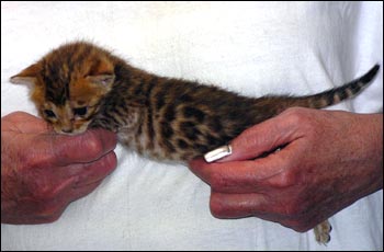 Spotted Bengal Female Kitten at 3  weeks old - she has big spots and tons of promise!