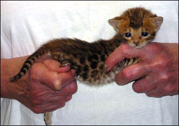 Spotted Bengal Female Kitten at 3  weeks old - gorgeous face and pattern, silky short pelt, and loads of glitter!