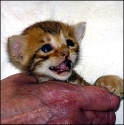 Spotted Bengal Female Kitten at 3  weeks old - look at her glitter, contrast, rosettes and type!