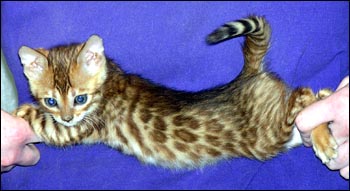 Spotted Bengal Female Kitten at 7  weeks old - she has big spots and tons of promise!