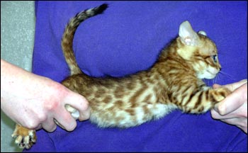 Spotted Bengal Female Kitten at 7  weeks old - gorgeous face and pattern, silky short pelt, and loads of glitter!