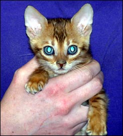 Spotted Bengal Female Kitten at 7  weeks old - look at her glitter, contrast, rosettes and type!