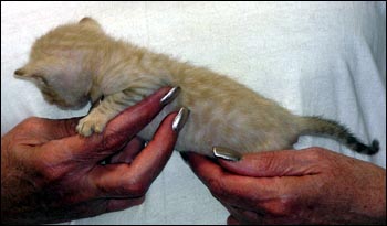 Spotted Bengal Female Kitten at 3  weeks old - she has big spots and tons of promise!