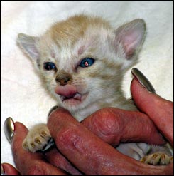 Spotted Bengal Female Kitten at 3  weeks old - gorgeous face and pattern, silky short pelt, and loads of glitter!