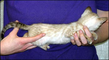 Spotted Bengal Female Kitten at 7  weeks old - gorgeous face and pattern, silky short pelt, and loads of glitter!