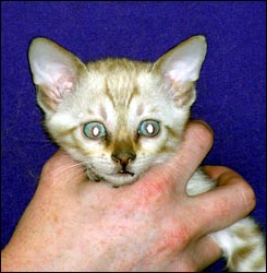 Spotted Bengal Female Kitten at 7  weeks old - look at her glitter, contrast, rosettes and type!