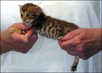 Spotted Bengal Female Kitten at 3  weeks old - she has big spots and tons of promise!