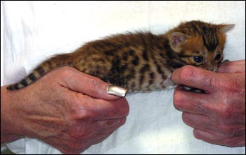 Spotted Bengal Female Kitten at 3  weeks old - gorgeous face and pattern, silky short pelt, and loads of glitter!