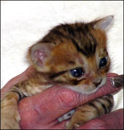 Brown Spotted and Rosetted Bengal Female with glitter and beautiful contrast!