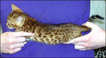 Spotted Bengal Female Kitten at 7  weeks old - she has big spots and tons of promise!