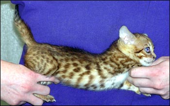 Spotted Bengal Female Kitten at 7  weeks old - gorgeous face and pattern, silky short pelt, and loads of glitter!