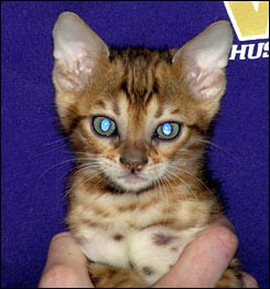 Spotted Bengal Female Kitten at 7  weeks old - look at her glitter, contrast, rosettes and type!