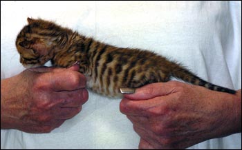 Spotted Bengal Female Kitten at 3  weeks old - she has big spots and tons of promise!