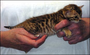 Spotted Bengal Female Kitten at 3  weeks old - gorgeous face and pattern, silky short pelt, and loads of glitter!