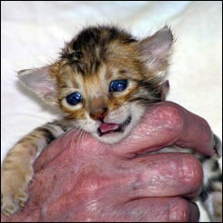 Spotted Bengal Female Kitten at 3  weeks old - look at her glitter, contrast, rosettes and type!