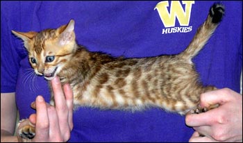 Spotted Bengal Female Kitten at 7  weeks old - she has big spots and tons of promise!